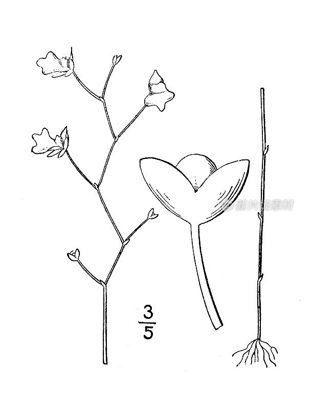 古植物学植物插图:乌tricularia subulata，微小狸草